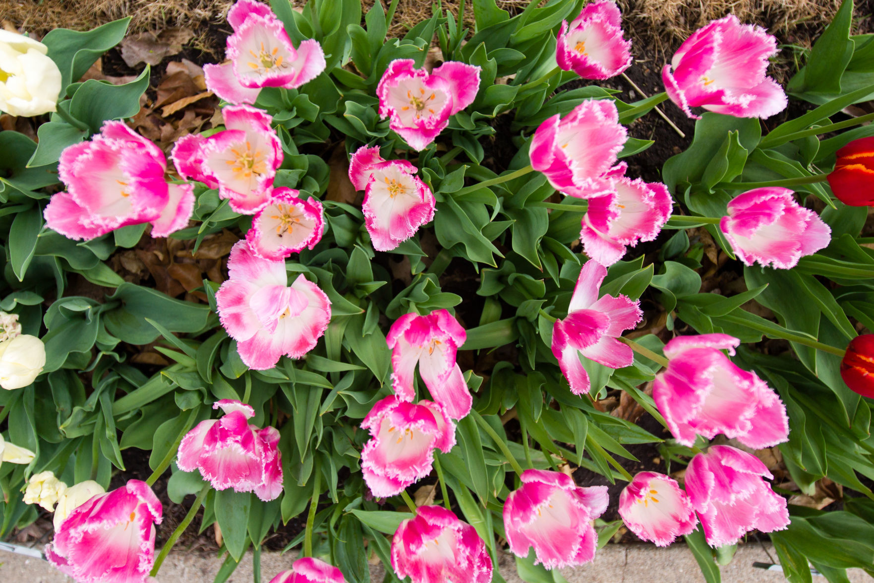 84th ANNUAL TULIP TIME